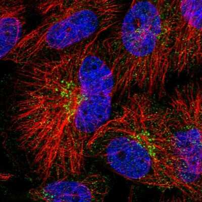 Immunocytochemistry/ Immunofluorescence: NCKAP5L Antibody [NBP1-93583]