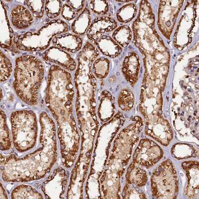 Immunohistochemistry-Paraffin: NCKAP5L Antibody [NBP1-93583]