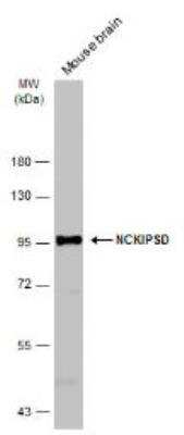 Western Blot: NCKIPSD Antibody [NBP2-19492]