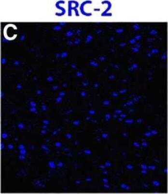Immunocytochemistry/ Immunofluorescence: NCOA2 Antibody [NB100-1756]