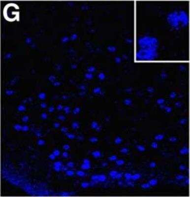 Immunocytochemistry/ Immunofluorescence: NCOA2 Antibody [NB100-1756]