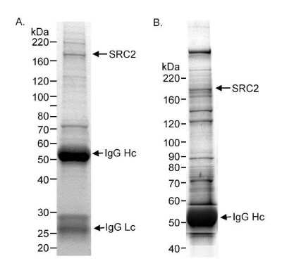 Immunoprecipitation: NCOA2 Antibody [NBP2-22162]