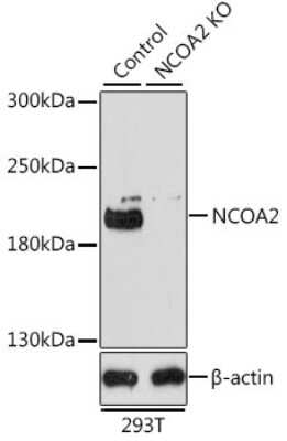 Knockout Validated: NCOA2 Antibody - BSA Free [NBP3-03763]