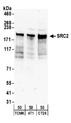 Western Blot: NCOA2 Antibody [NB100-388]