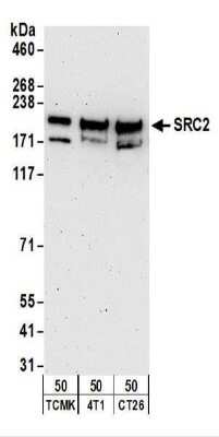 Western Blot: NCOA2 Antibody [NBP2-22162]