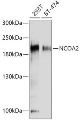 Western Blot: NCOA2 AntibodyBSA Free [NBP3-03763]