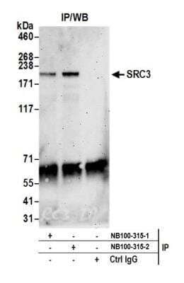 Immunoprecipitation: NCOA3/AIB1 Antibody [NB100-315]