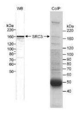 Western Blot: NCOA3/AIB1 Antibody [NB100-314]