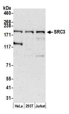 Western Blot: NCOA3/AIB1 Antibody [NB100-315]