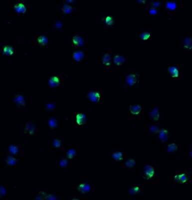 Immunocytochemistry/ Immunofluorescence: NCOA4 Antibody - BSA Free [NBP3-18136]