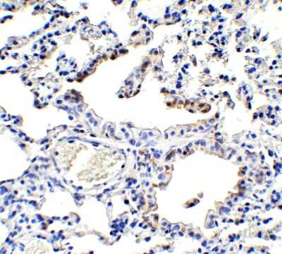 Immunohistochemistry-Paraffin: NCOA4 Antibody - BSA Free [NBP3-18136]