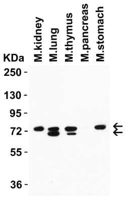 Western Blot: NCOA4 AntibodyBSA Free [NBP3-18136]