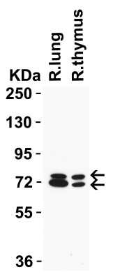 Western Blot: NCOA4 AntibodyBSA Free [NBP3-18136]