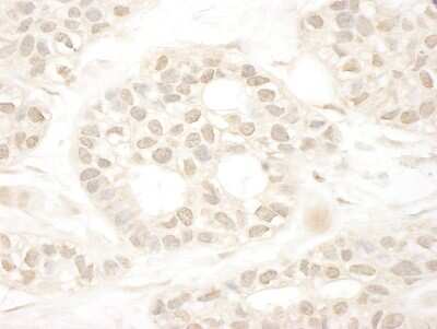 Immunohistochemistry: NCOA4 Antibody [NBP1-28681]