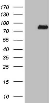 Western Blot: NCOA4 Antibody (OTI2G4)Azide and BSA Free [NBP2-72895]