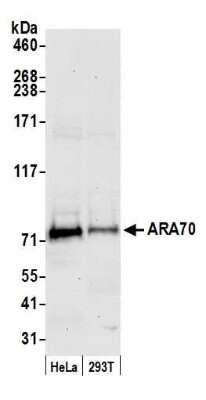 Western Blot: NCOA4 Antibody [NBP1-28720]