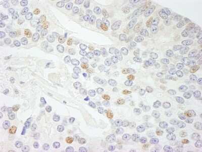 Immunohistochemistry-Paraffin: NCOA5 Antibody [NB100-2570]