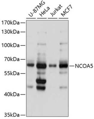 Western Blot: NCOA5 AntibodyAzide and BSA Free [NBP2-94858]