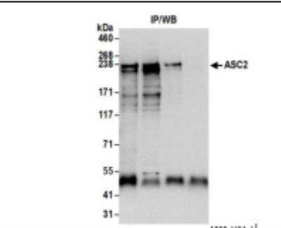 Immunoprecipitation: NCOA6 Antibody [NB200-335]