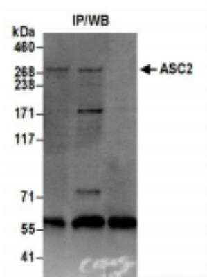 Immunoprecipitation: NCOA6 Antibody [NB200-336]