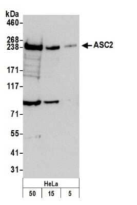 Western Blot: NCOA6 Antibody [NB200-335]