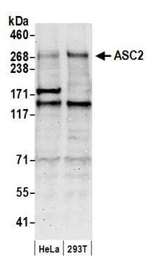 Western Blot: NCOA6 Antibody [NB200-336]