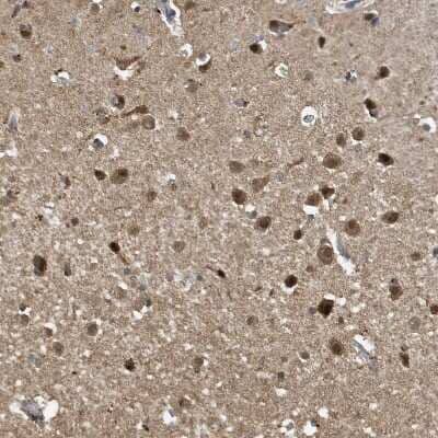 Immunohistochemistry-Paraffin: NCOA7 Antibody [NBP1-85199]