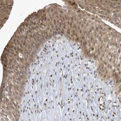 Immunohistochemistry-Paraffin: NCOA7 Antibody [NBP1-85199]