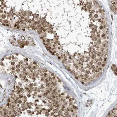 Immunohistochemistry-Paraffin: NCOA7 Antibody [NBP1-85199]