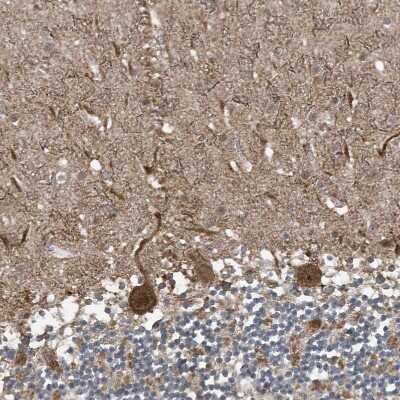 Immunohistochemistry-Paraffin: NCOA7 Antibody [NBP1-85199]