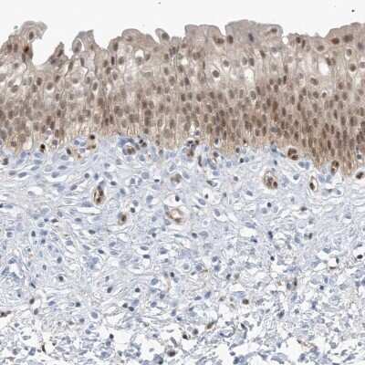 Immunohistochemistry-Paraffin: NCOA7 Antibody [NBP1-85200]