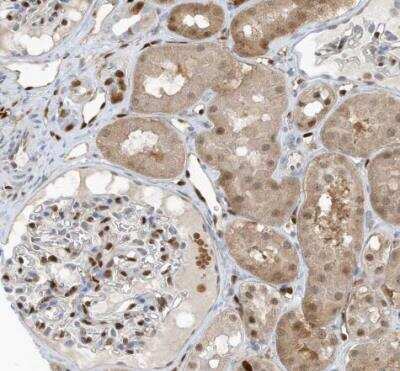 Immunohistochemistry-Paraffin: NCOA7 Antibody [NBP1-85200]