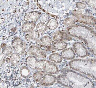 Immunohistochemistry-Paraffin: NCOA7 Antibody [NBP1-85200]