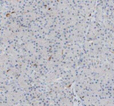 Immunohistochemistry-Paraffin: NCOA7 Antibody [NBP1-85200]