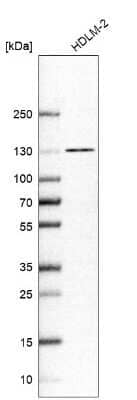 Western Blot: NCOA7 Antibody [NBP1-85199]