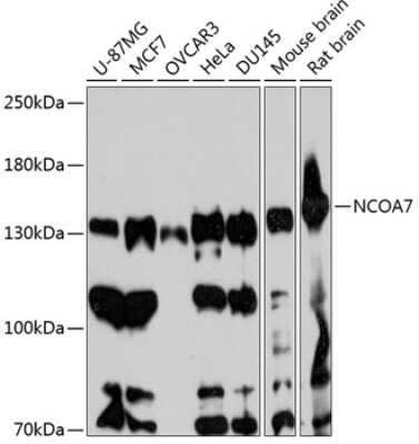 Western Blot: NCOA7 AntibodyAzide and BSA Free [NBP2-94668]