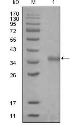 Western Blot: NCOR1 Antibody (7A7A9)BSA Free [NBP1-28863]