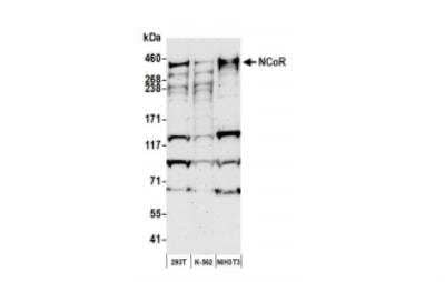 Western Blot: NCOR1 Antibody [NB100-58824]