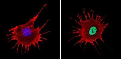 Immunocytochemistry/ Immunofluorescence: NCOR2 Antibody [NB120-5802]