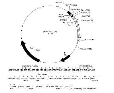 Other: ND OLLAS/DYKDDDDK Epitope Tag Expression and Detection Kit [NBK1-19033]