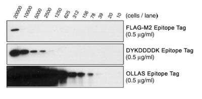 Western Blot: ND OLLAS/DYKDDDDK Epitope Tag Expression and Detection Kit [NBK1-19033]