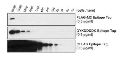 Western Blot: ND OLLAS/DYKDDDDK Vector [NBA1-07084]