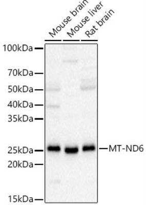 Western Blot: ND6 AntibodyAzide and BSA Free [NBP2-94464]