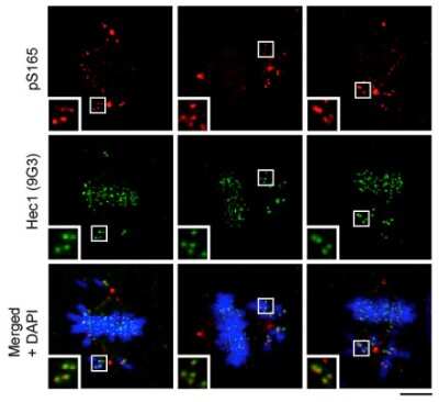 Immunocytochemistry/ Immunofluorescence: NDC80 Antibody (9G3.23) [NB100-338]