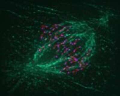 Immunocytochemistry/ Immunofluorescence: NDC80 Antibody (9G3.23) [NB100-338]