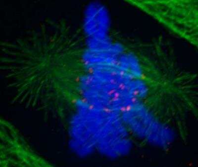 Immunocytochemistry/ Immunofluorescence: NDC80 Antibody (9G3.23) [NB100-338]