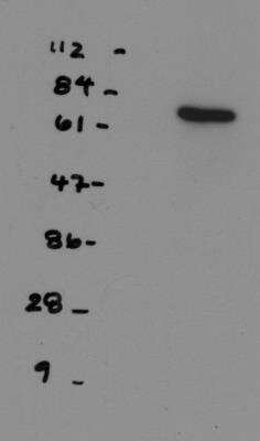 Western Blot: NDC80 Antibody (9G3.23) [NB100-338]