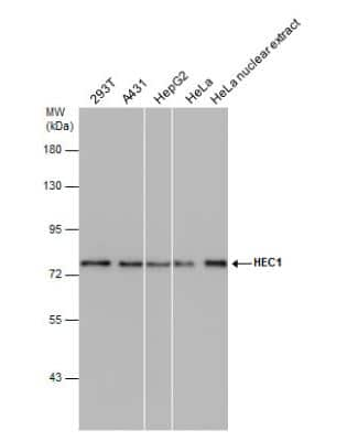 Western Blot: NDC80 Antibody (9G3.23) [NB100-338]