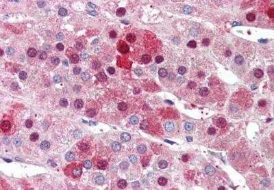 Immunohistochemistry-Paraffin: NDC80 Antibody [NB100-1100]