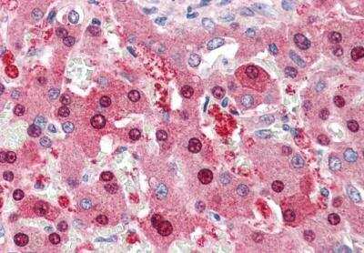 Immunohistochemistry-Paraffin: NDC80 Antibody [NB100-1100]